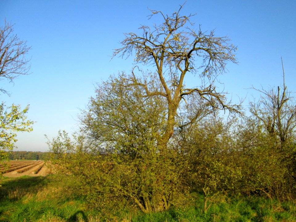 20141101Birne_Hockenheim3