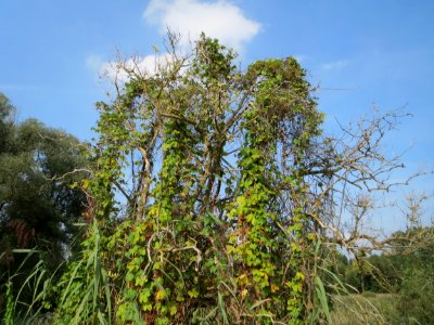 20140907Humulus_lupulus1