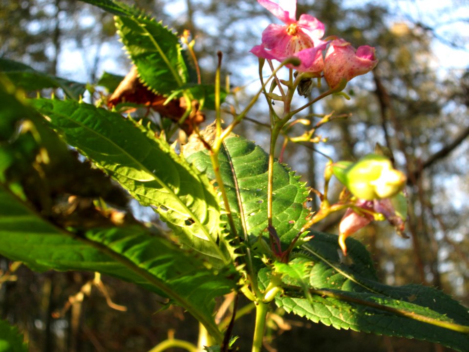 20141102Impatiens_glandulifera2