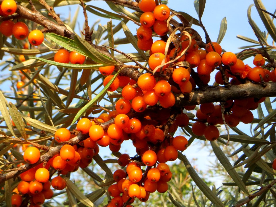 20140907Hippophae_rhamnoides1