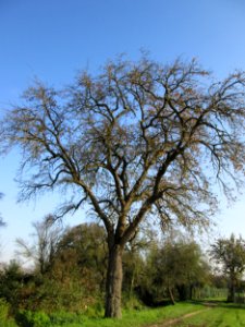 20141101Birne_Hockenheim
