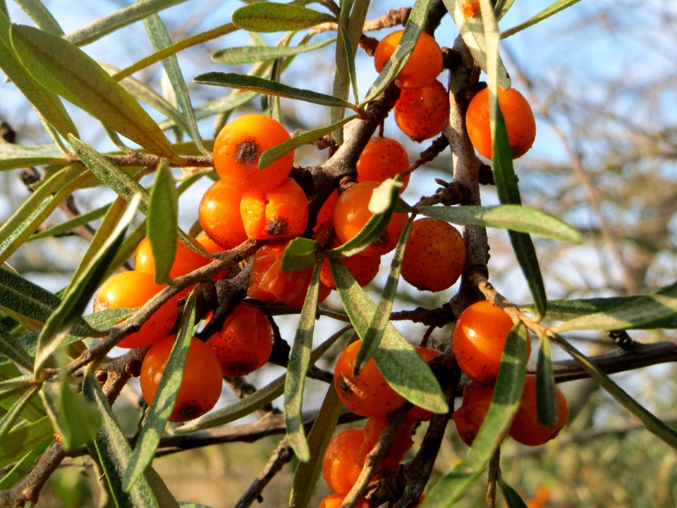 Hippophae rhamnoides