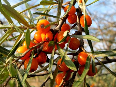 Hippophae rhamnoides