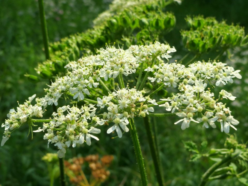 20140907Heracleum_sphondylium1