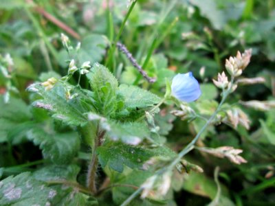 20141102Veronica_persica
