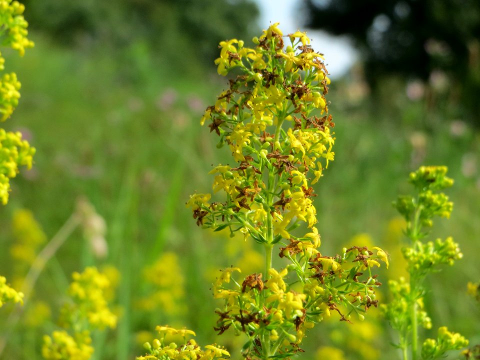 20140907Galium_verum
