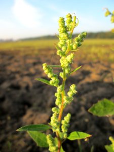 20141101Chenopodium_album