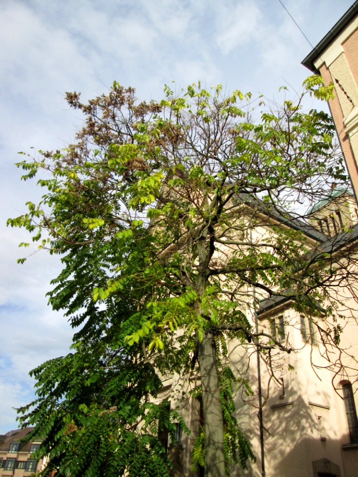 20141104Ailanthus_altissima1