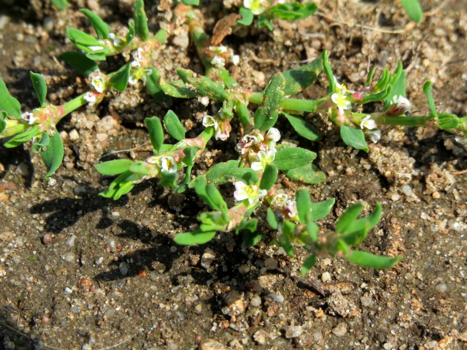 20140905Polygonum_aviculare1