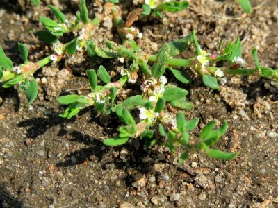 20140905Polygonum_aviculare1