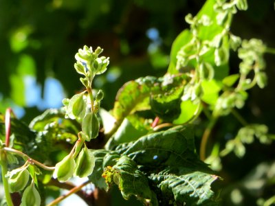 20140903Fallopia_dumetorum1
