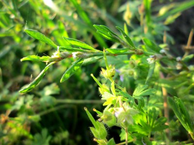 20141101Polygonum_aviculare4