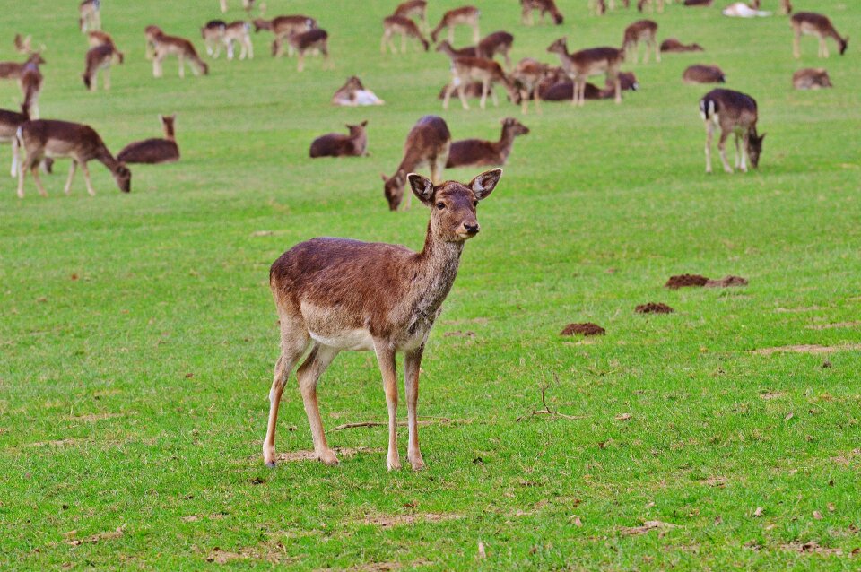 Nature young-stag red deer