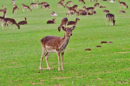 Nature young-stag red deer
