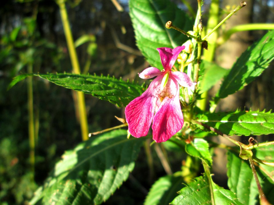 20141102Impatiens_glandulifera1