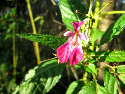 20141102Impatiens_glandulifera1