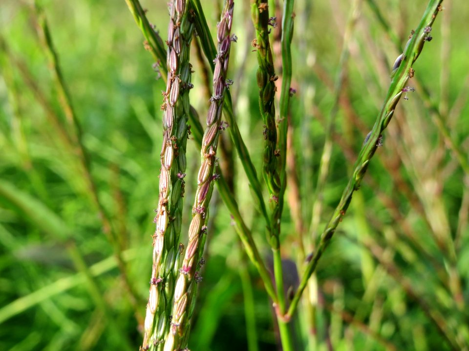 20140905Digitaria_sanguinalis5
