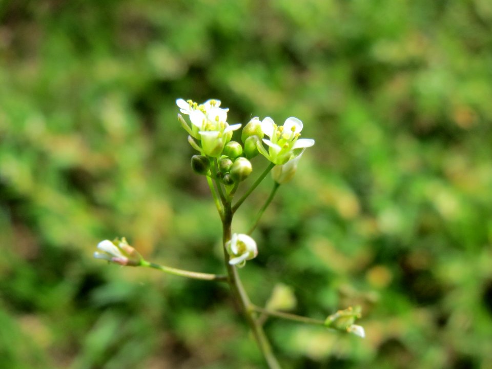 20140905Capsella_bursa-pastoris