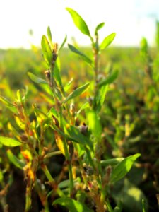 20141101Polygonum_aviculare1