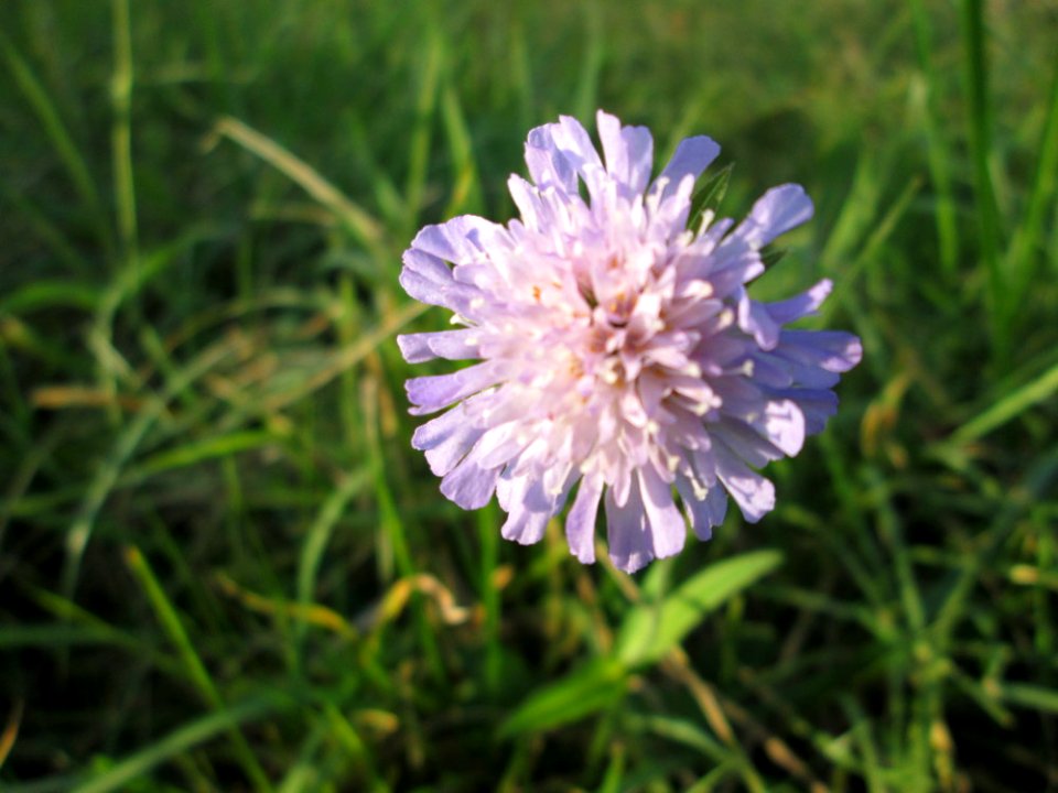 20141102Scabiosa_columbaria1