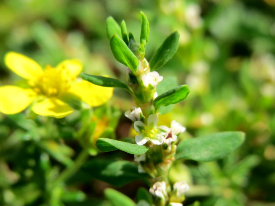 20140905Polygonum_aviculare3