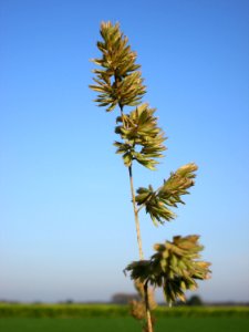 20141101Dactylis_glomerata2