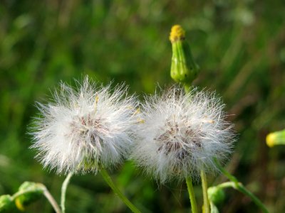 20140905Senecio_vulgaris3