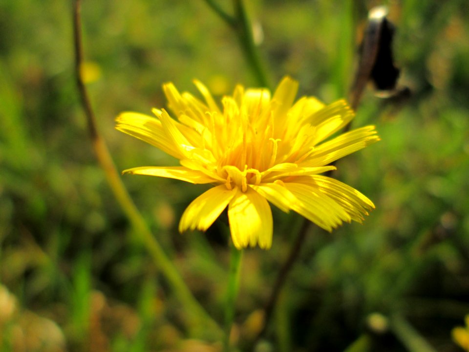 20141101Crepis_biennis1