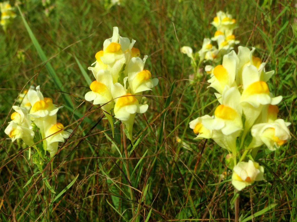 20140907Linaria_vulgaris1