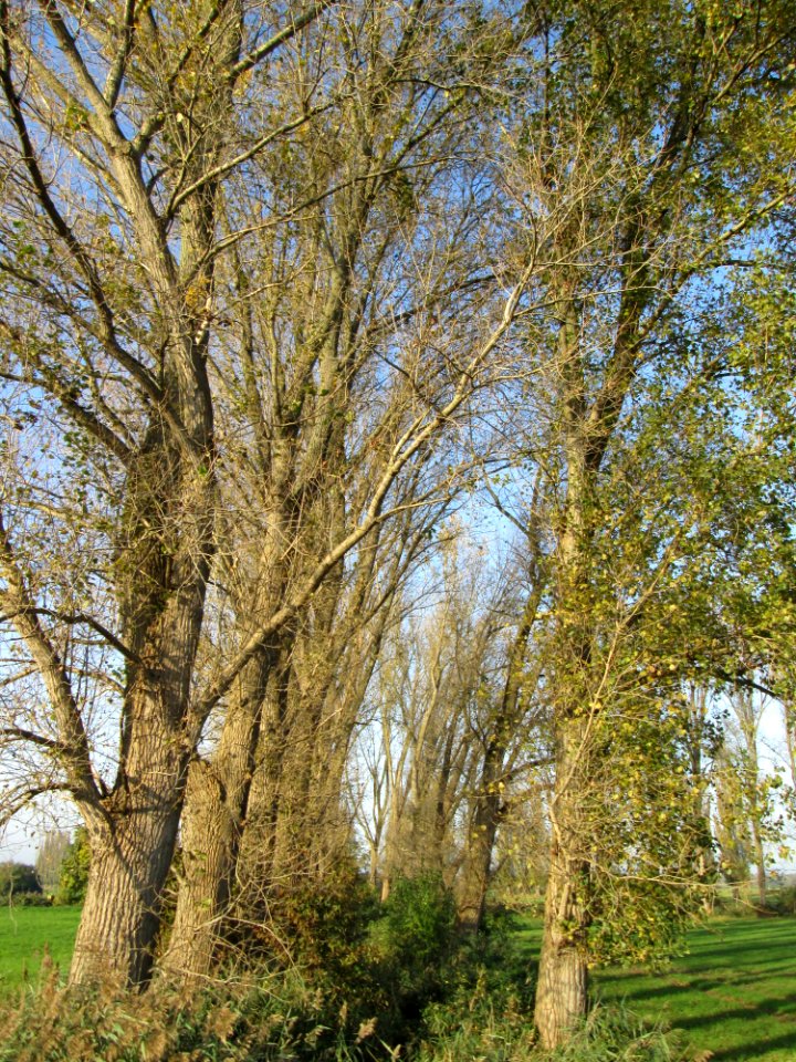 20141101Populus_x_canadensis3