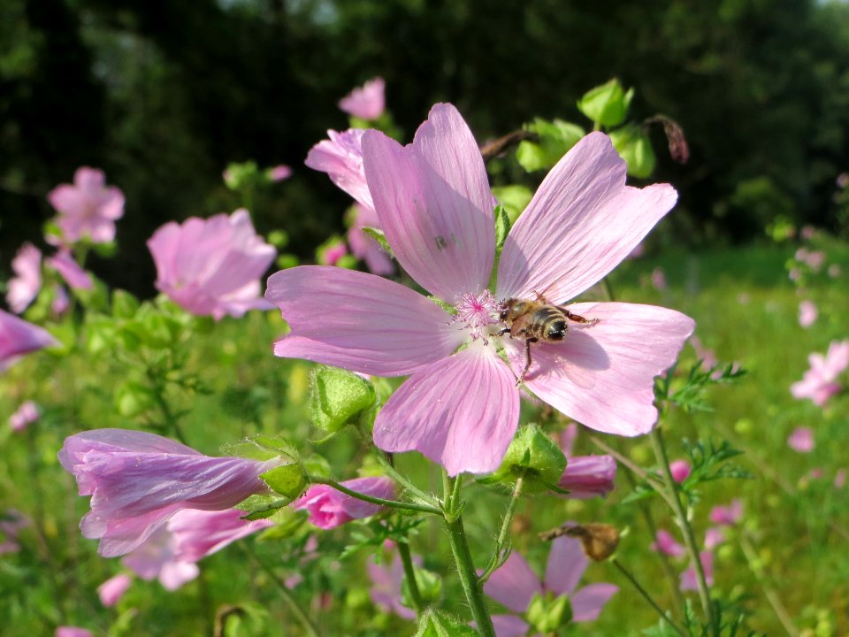 20140907Malva_alcea2