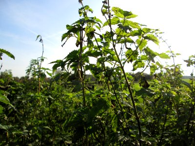 20141102Urtica_dioica2