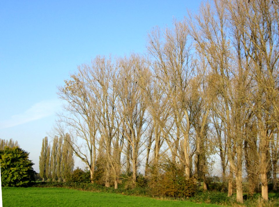 20141101Populus_x_canadensis2