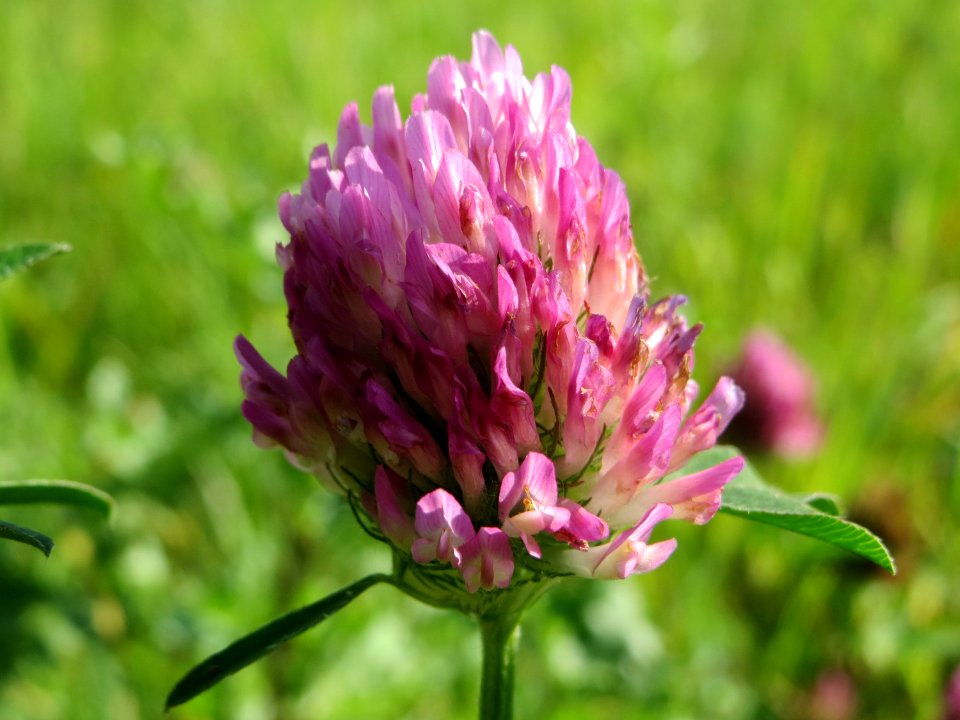 20140906Trifolium_pratense