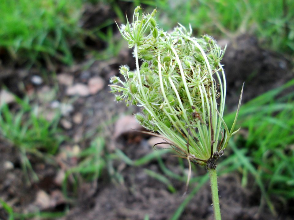 20141026Daucus_carota