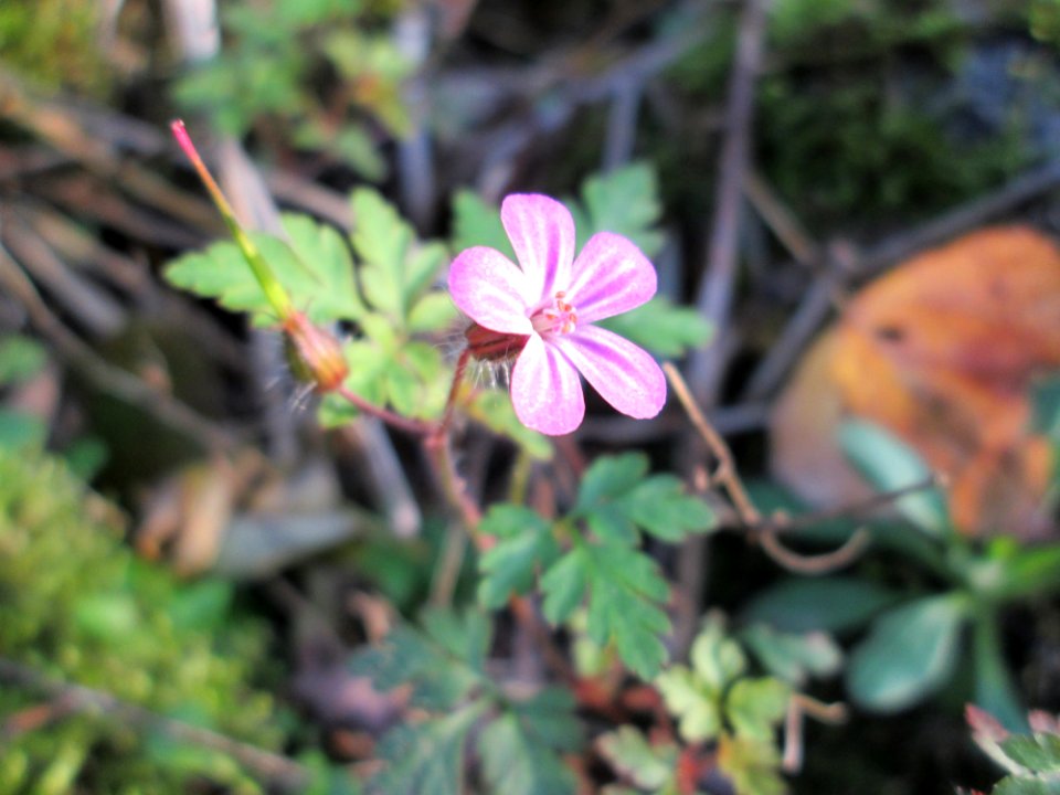 20141027Geranium_robertianum