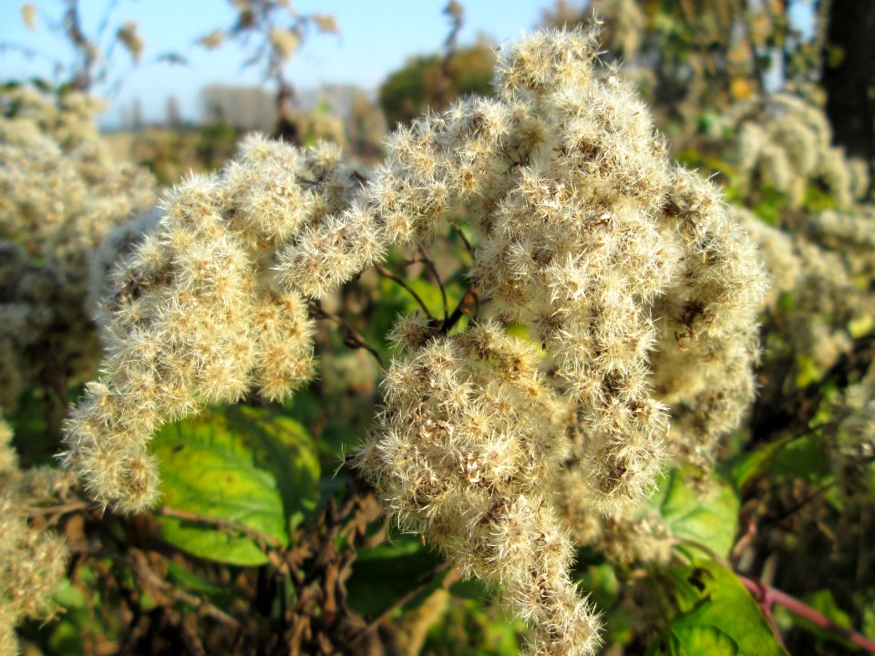 20141101Solidago_canadensis4