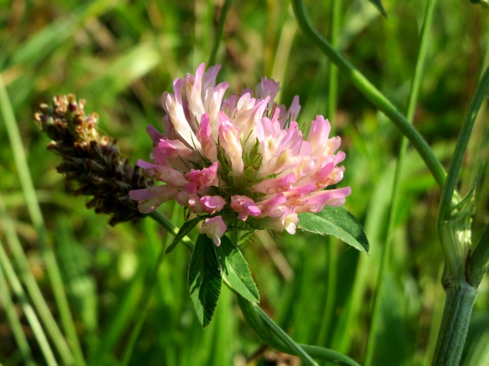 20140906Trifolium_hybridum2