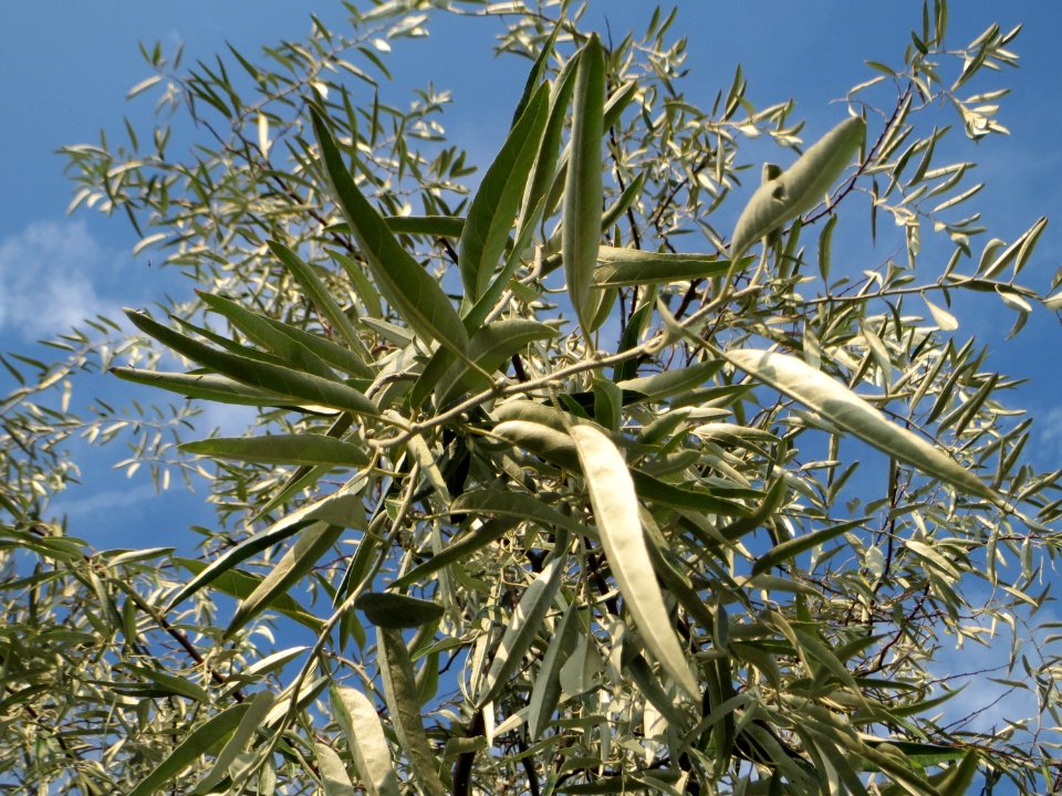 20140907Elaeagnus_angustifolia3