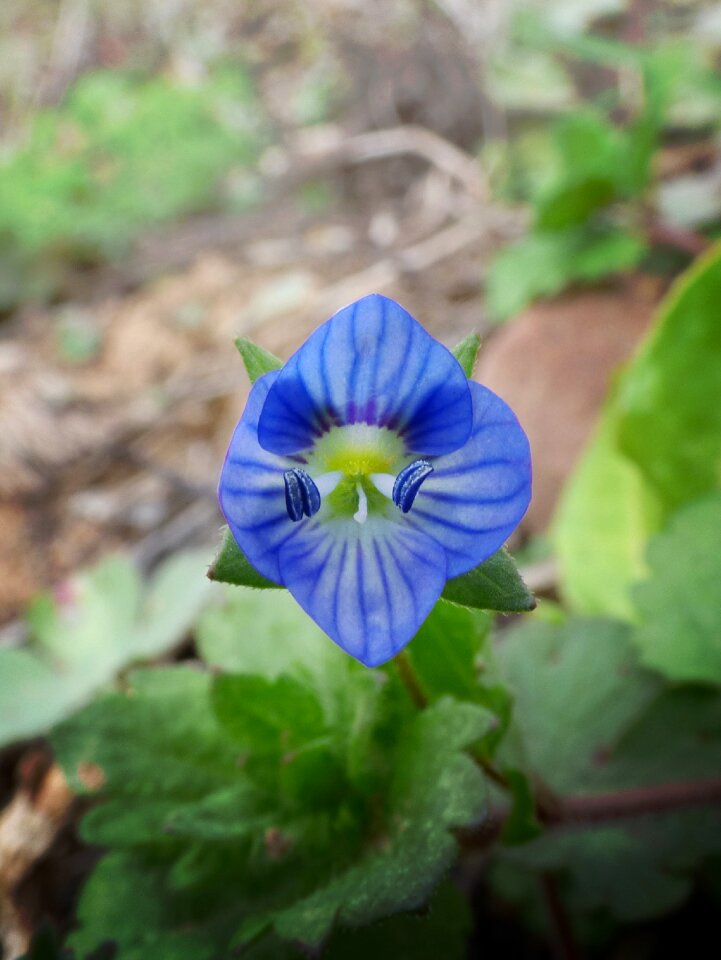 Small wild flower pistils