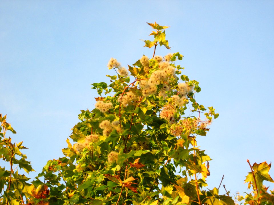 20141027Clematis_vitalba1