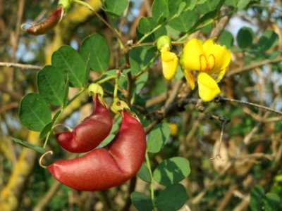 20140907Colutea_arborescens1
