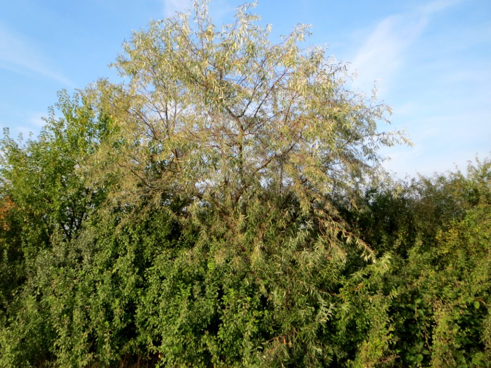 20140907Elaeagnus_angustifolia1