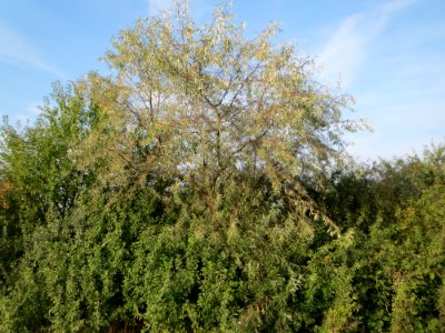 20140907Elaeagnus_angustifolia1