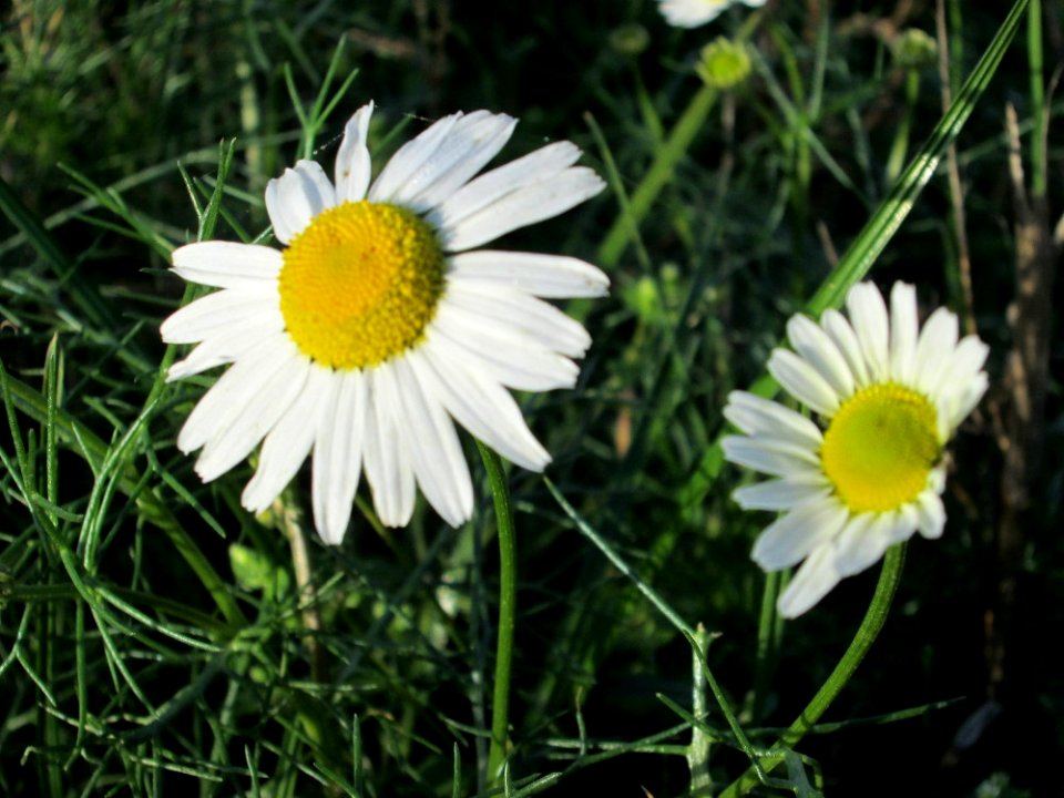 20141101Tripleurospermum_inodorum1