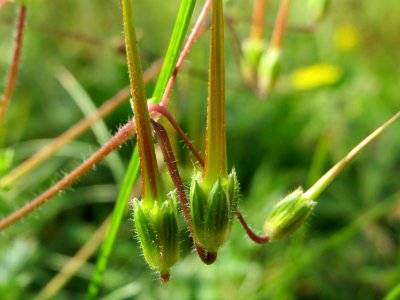 20140907Erodium_cicutarium2