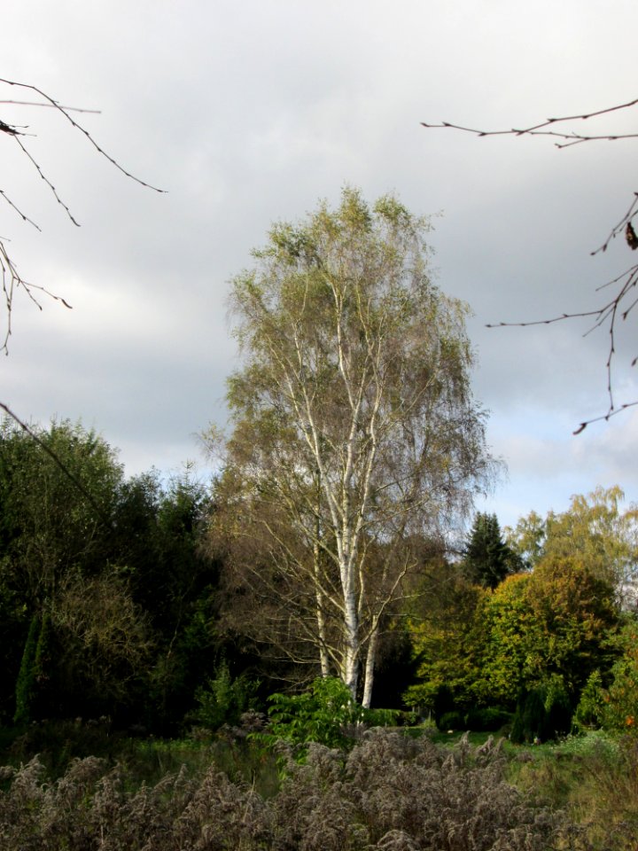 20141026Betula_pendula2