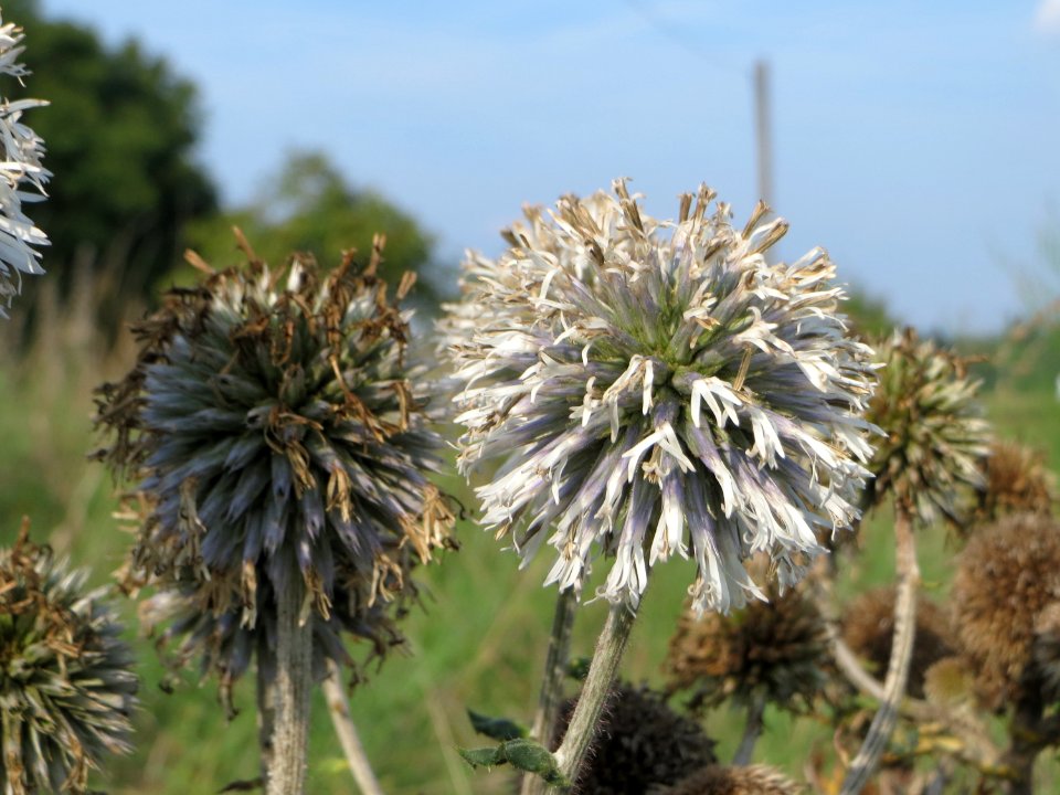 20140907Echinops_sphaerocephalus3