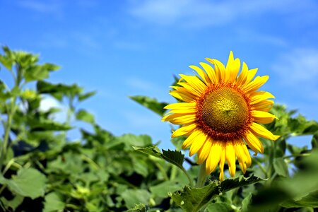 Yellow nature sky
