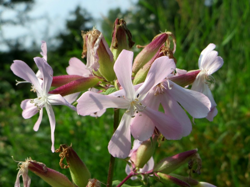 20140907Saponaria_officinalis1